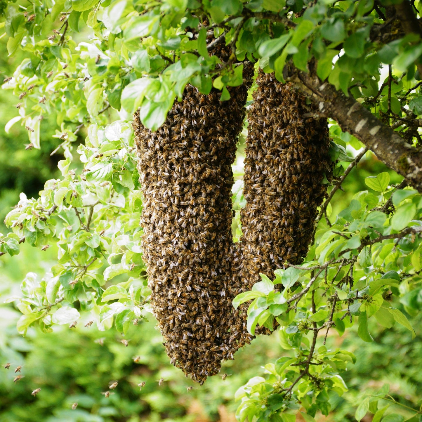 Premium Choti Makhi Jujube Trees Organic Sidr Honey (بیری شہد)